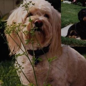 Meet your Posher, Glenda